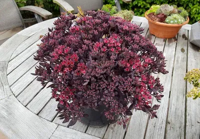 'SunSparkler® Plum Dazzled' Rozchodnik Sedum