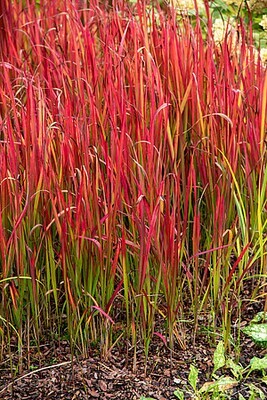 'Red Baron' Imperata cylindrica