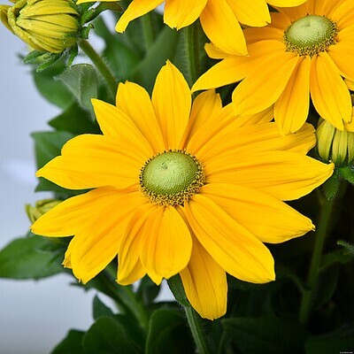 'Sunbeckia® Ophelia' Rudbekia