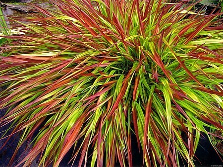 'Mulled Wine' Hakonechloa
