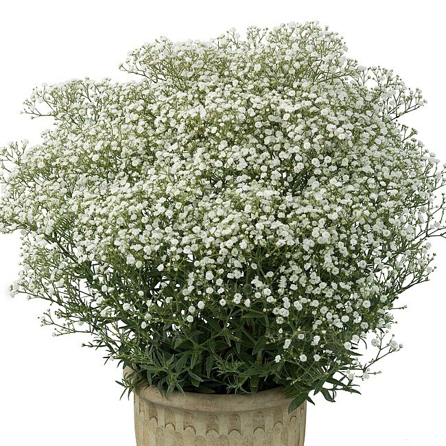 'Festival White' Gipsówka Gypsophilla