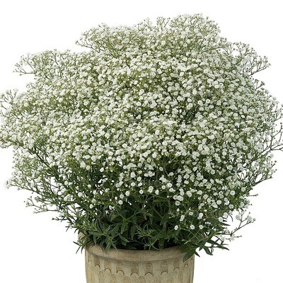 'Festival White' Gipsówka Gypsophilla