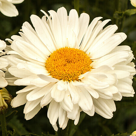 'Victorian Secret' Złocień, Jastrun Leucanthemum