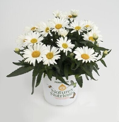 'Sweet Daisy™ Christine' Złocień, Jastrun Leucanthemum