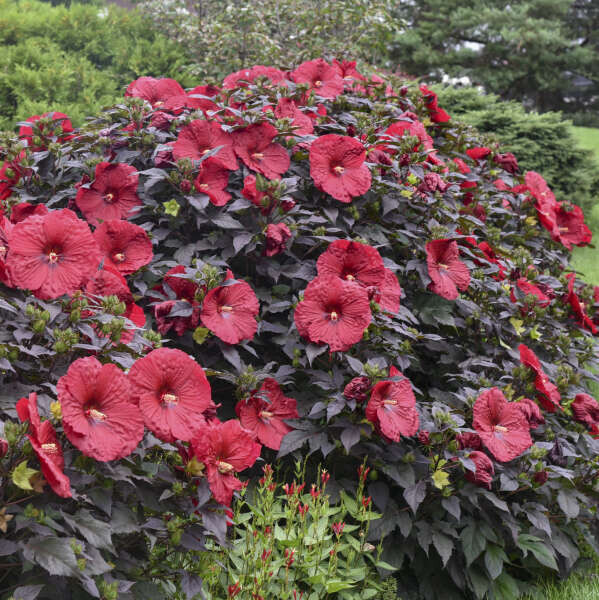 'Summerific® Holy Grail' Hibikus bagienny Hibiscus