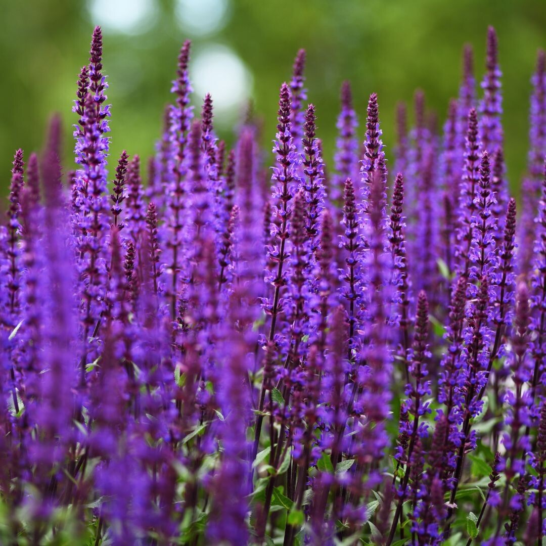 'Blue Bouquetta' Szałwia omszona Salvia nemorosa