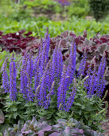 'Rianne' Szałwia omszona Salvia nemorosa