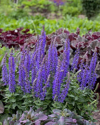 'Rianne' Szałwia omszona Salvia nemorosa