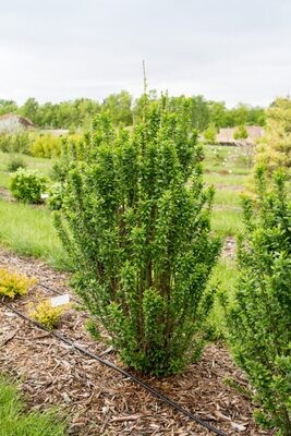 'Straight Talk®' Ligustr kolumnowy Ligustrum
