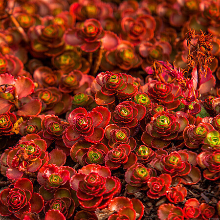 'Dragons Blood' Rozchodnik Sedum