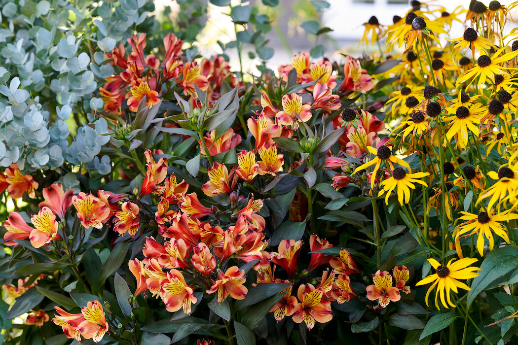 'Summer Paradise® Indian Summer' Alstroemeria Alstromeria