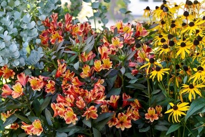 'Summer Paradise® Indian Summer' Alstroemeria Alstromeria