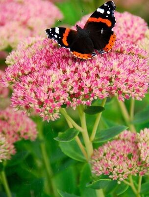 'Herbstfreude' Rozchodnik Sedum