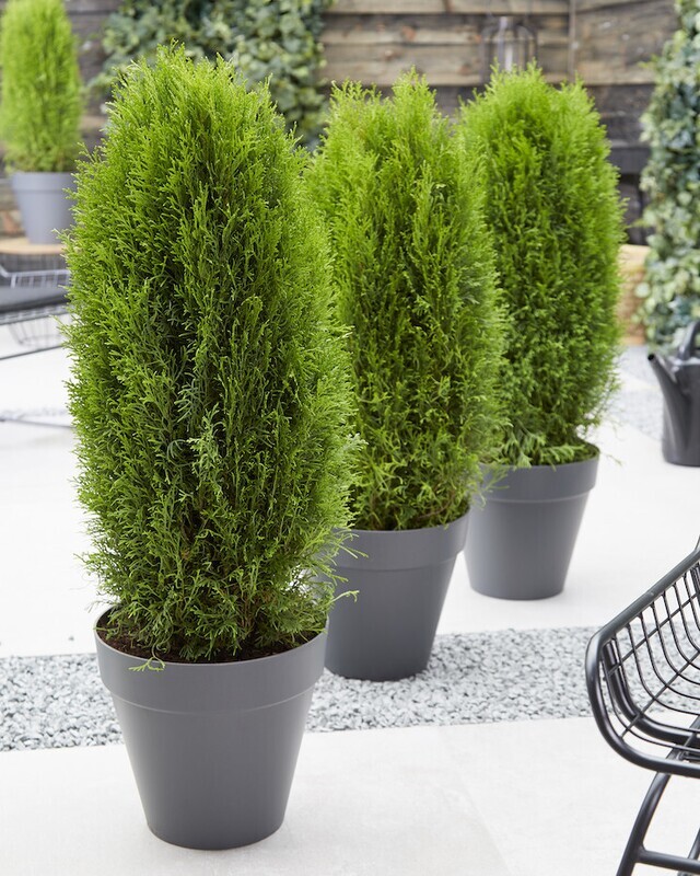 'Totem Smaragd' Thuja Tuja