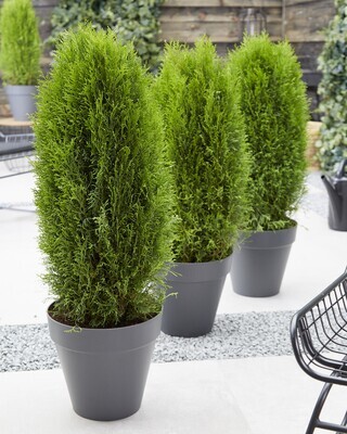 'Totem Smaragd' Thuja Tuja