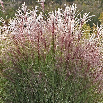'Ferner Osten' Miskant chiński Miscanthus