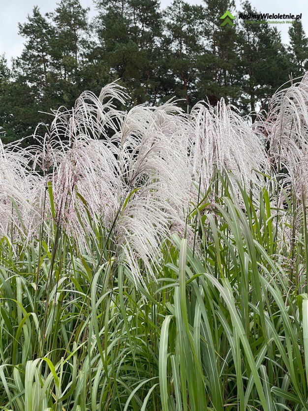 'Memory' Miskant chiński Miscanthus