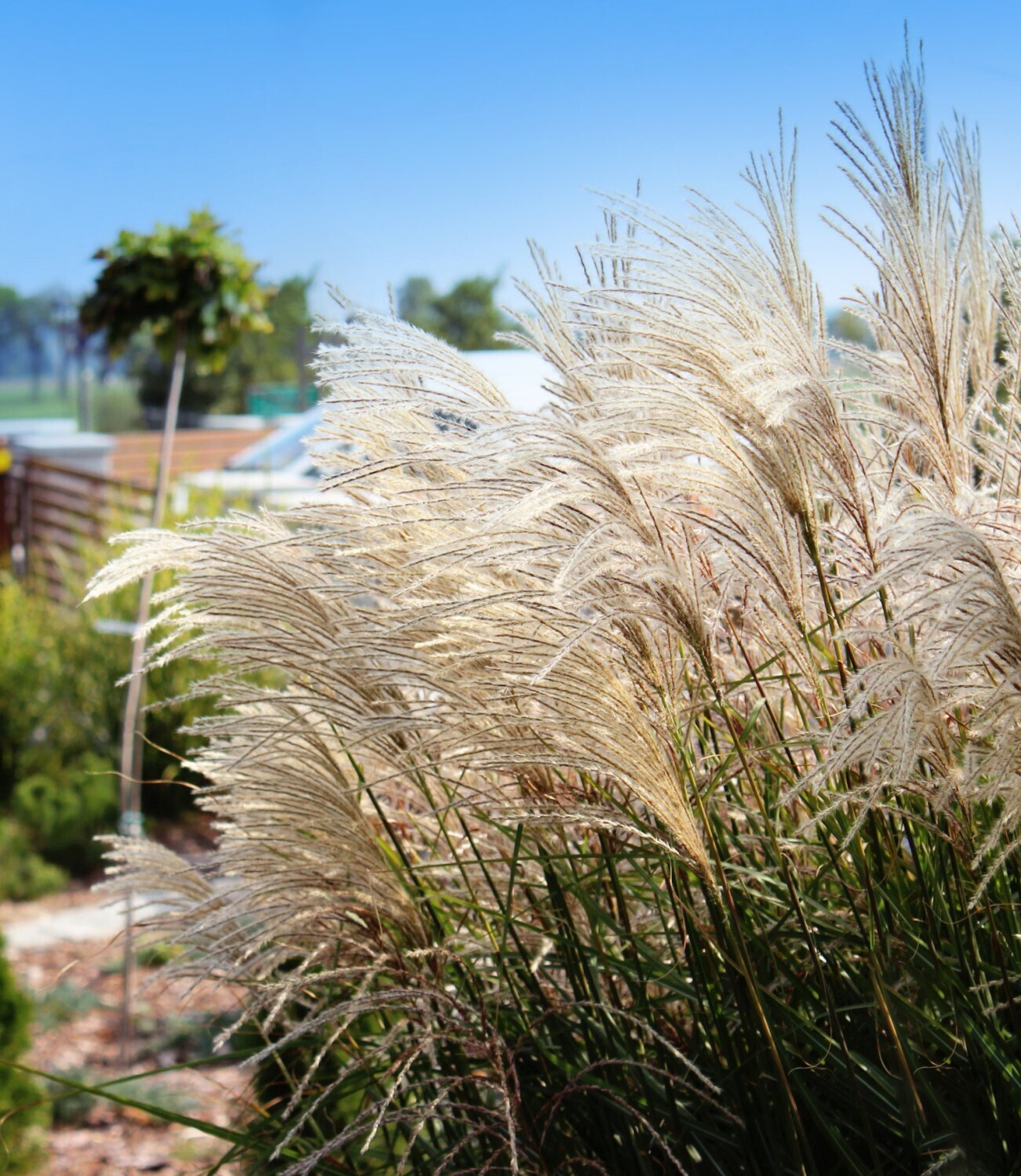 'Kleine Fontane' Miskant chiński Miscanthus