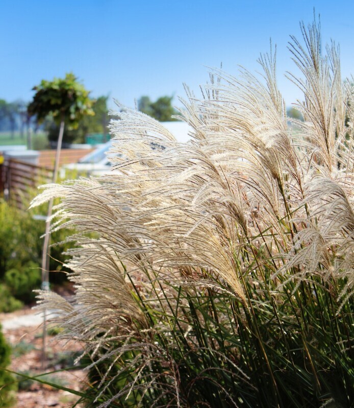 'Kleine Fontane' Miskant chiński Miscanthus