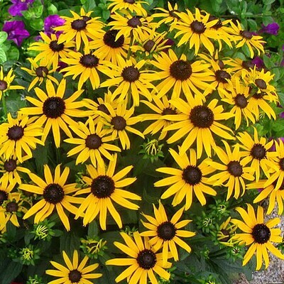 'Little Goldstar' Rudbekia
