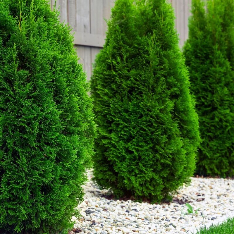 'Smaragd' Thuja Tuja Szmaragd