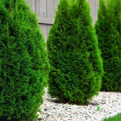 'Smaragd' Thuja Tuja Szmaragd