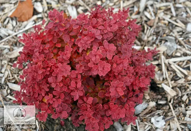 'Red Hot Chili’ Berberys Berberis