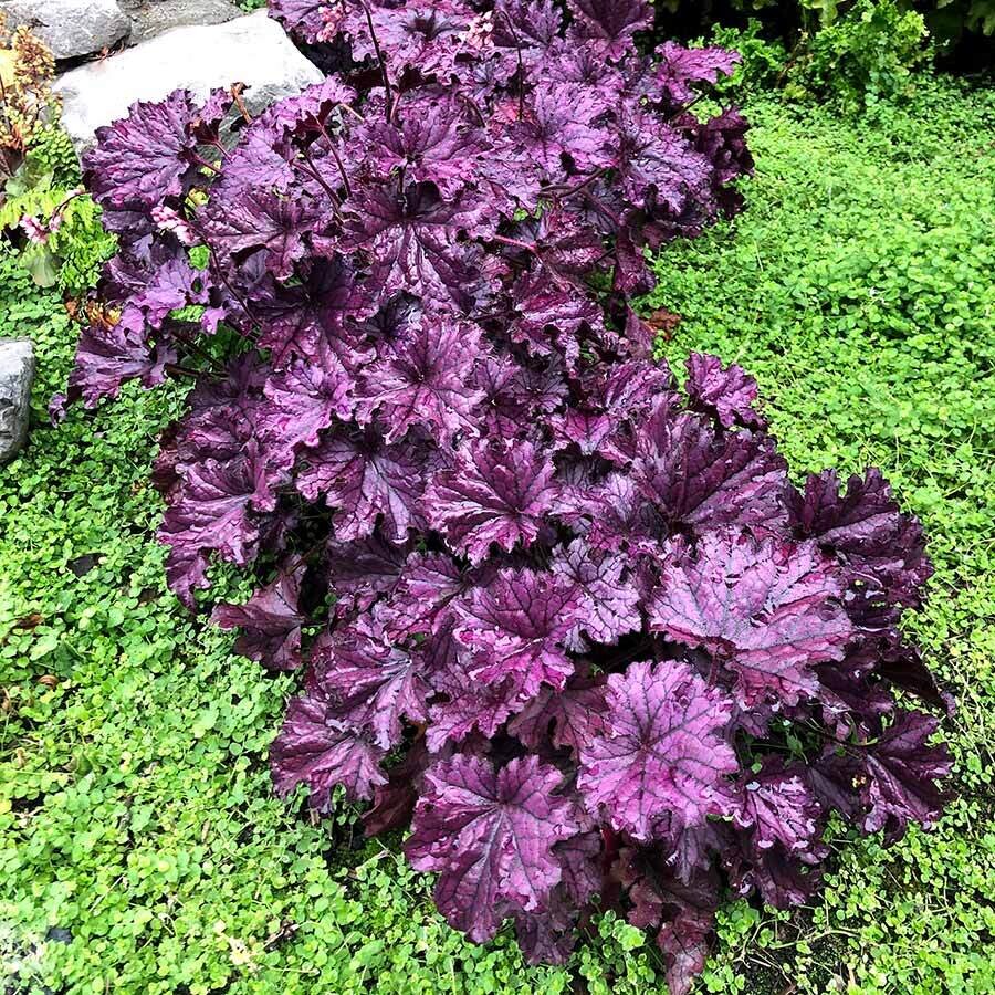 Forever® 'Purple' Żurawka Heuchera