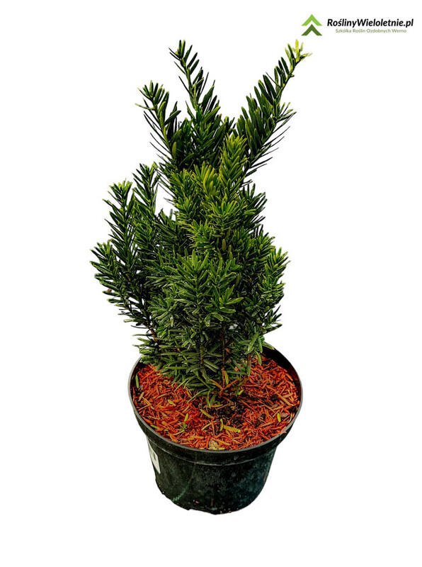 'Hicksi' Cis Taxus media