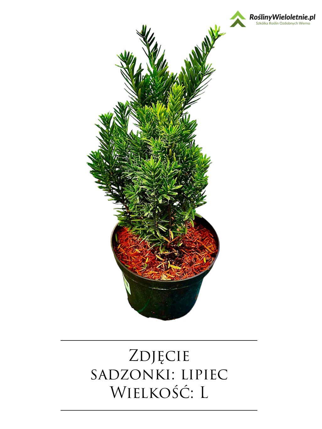 'Hicksi' Cis Taxus media, Wielkość sadzonki: Wielkość L (2L)