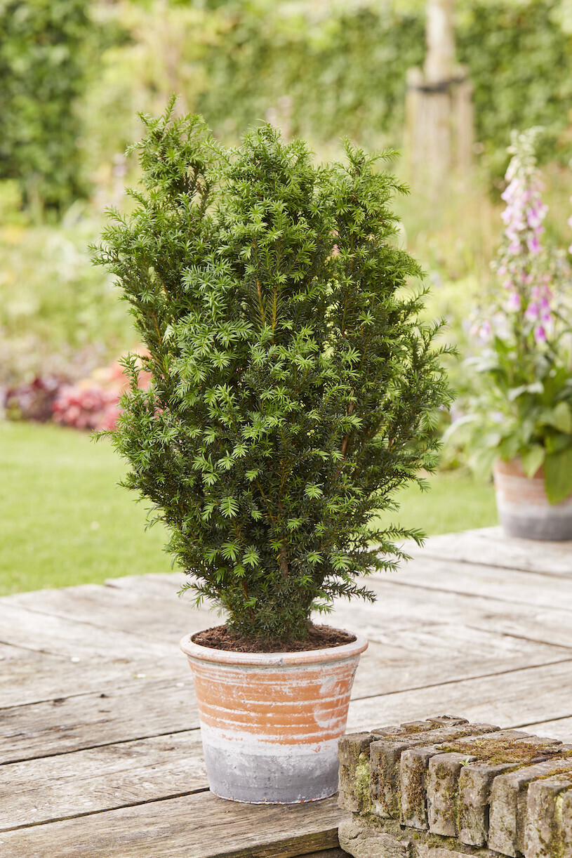 'Rising Star' Cis Taxus media