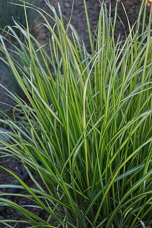 'England' Trzciniak Calamagrostis