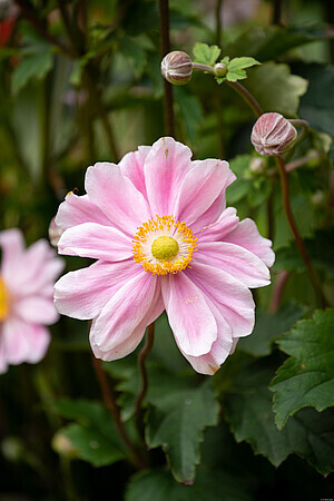 'Garden Breeze Whirlwind Pink’ Zawilec japoński Anemone