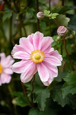 'Garden Breeze Whirlwind Pink’ Zawilec japoński Anemone