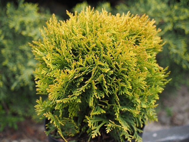 'Dawid'® Tuja Thuja