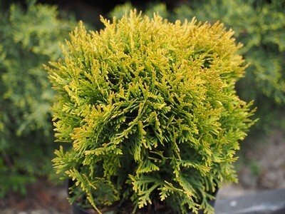 'Dawid'® Tuja Thuja