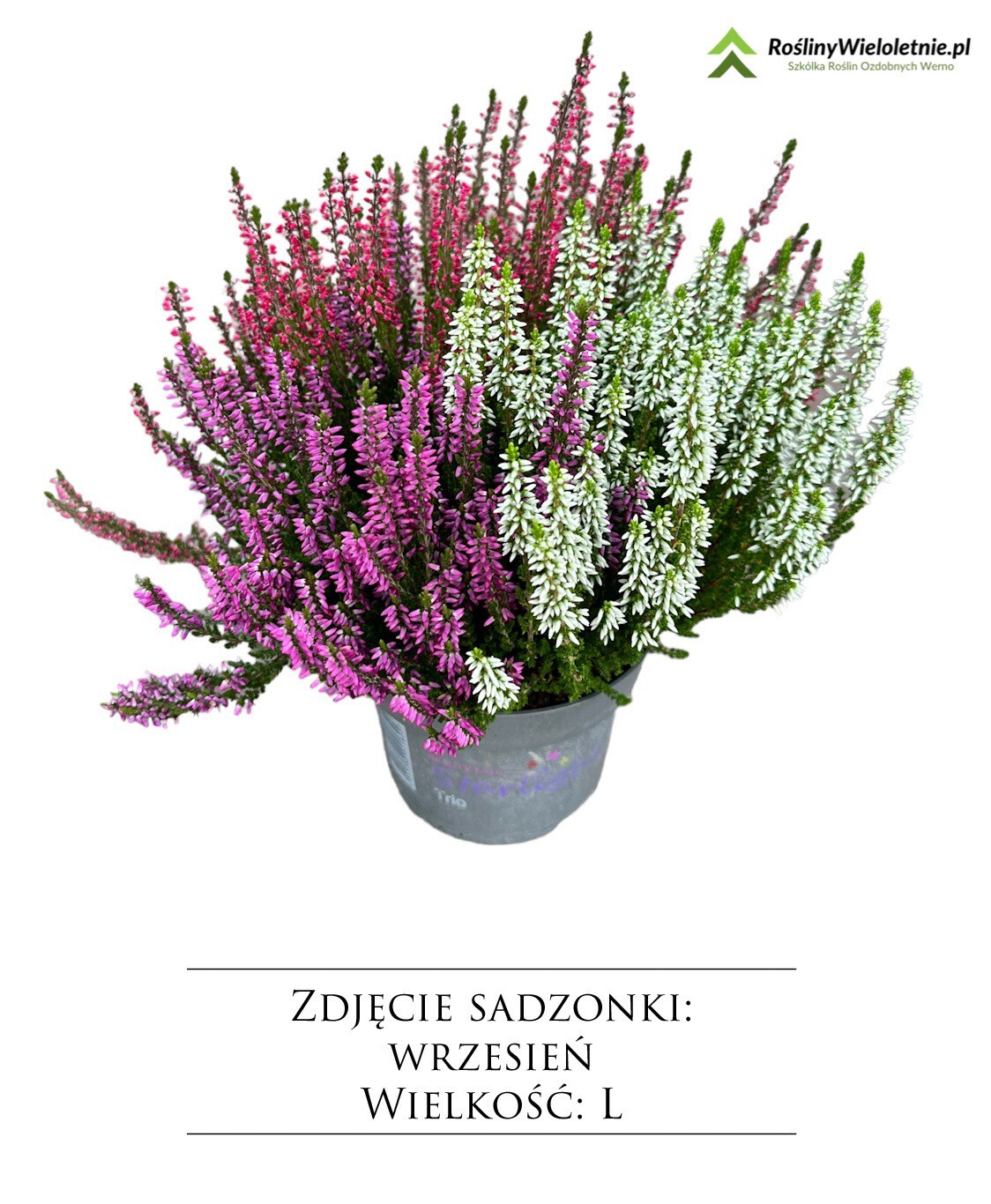 'Beauty Ladies Trio Red-White-Yellow' Wrzos Trio kolorowy Calluna