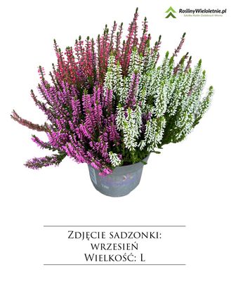 'Beauty Ladies Trio Red-White-Yellow' Wrzos Trio kolorowy Calluna