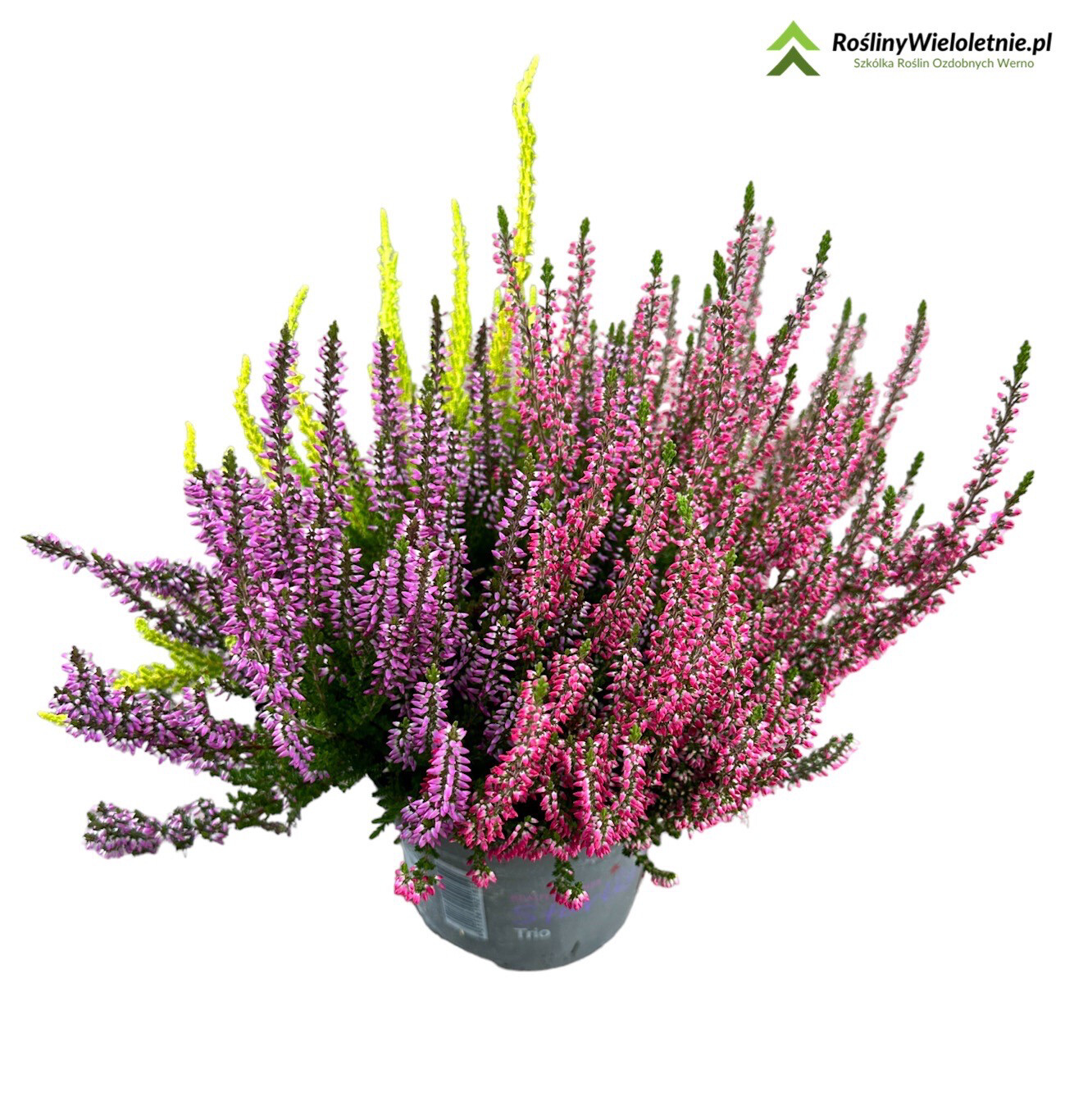 'Beauty Ladies' Wrzos Trio Starlight Red-Yellow-Lila kolorowy Calluna