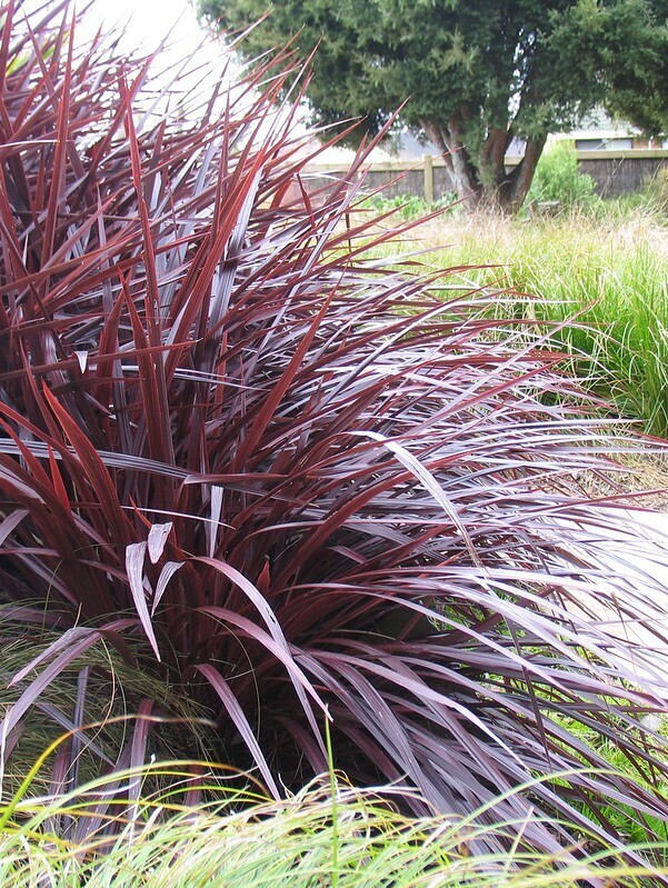 'Festival™ Burgundy' Kordylina Cordylina Cordyline