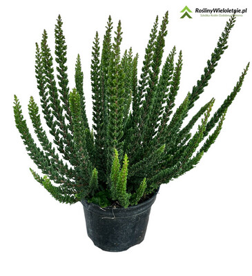 'Skyline® 'Stockholm' Wrzos zielony Calluna