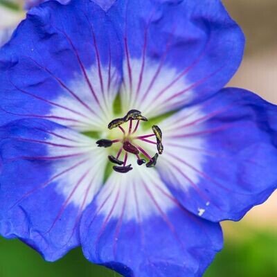 'Rozanne®' Bodziszek Geranium