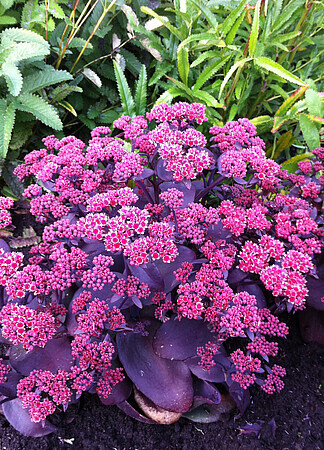 'Oriental Dancer' Rozchodnik Sedum