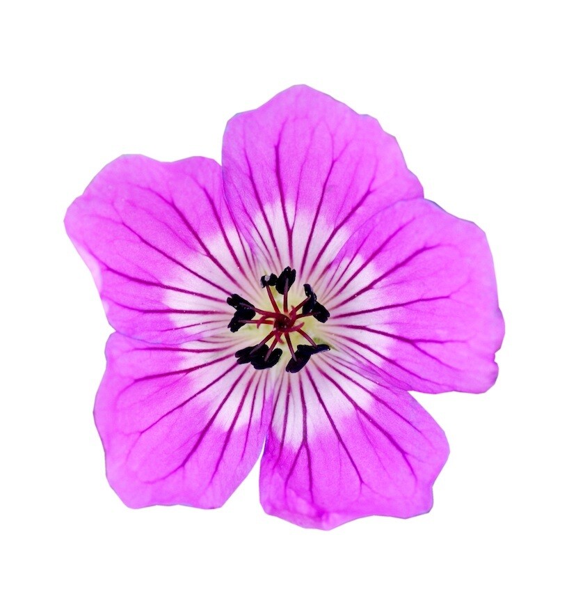 'KellyAnne' Bodziszek Geranium