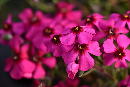 'Spring® Scarlet' Floks szydlasty Phlox subulata