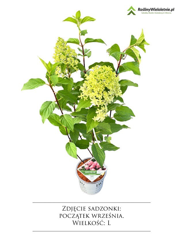 'Quick Fire Fab®' Hortensja bukietowa Hydrangea paniculata, Wielkość sadzonki: Wielkość XL  (5L)