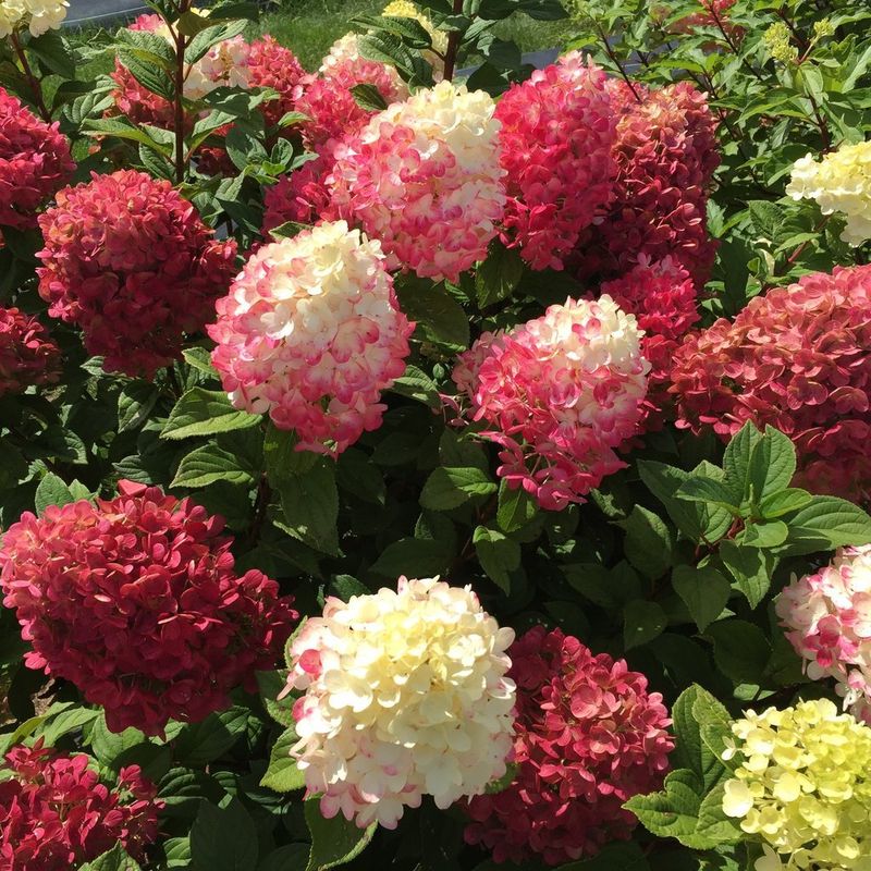'Little Lime Punch®' Hortensja Bukietowa Hydrangea paniculata