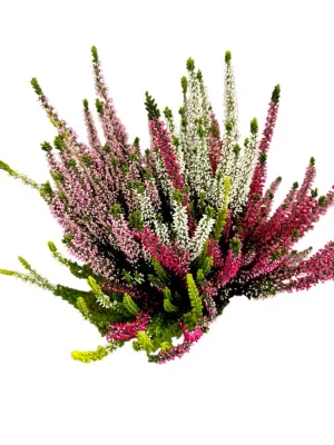 'Beauty Ladies' Wrzos Quattro kolorowy Calluna