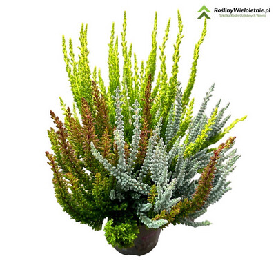 'Sunset Fire® Garden Girls®' Wrzos Calluna