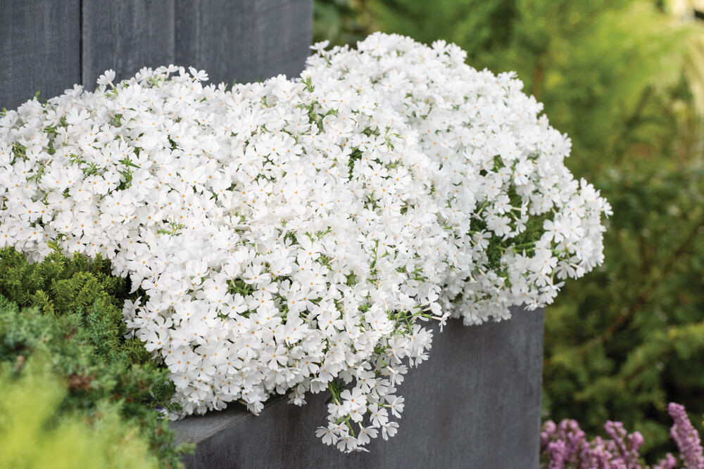 'Fabulous White' Floks szydlasty biały Phlox subulata